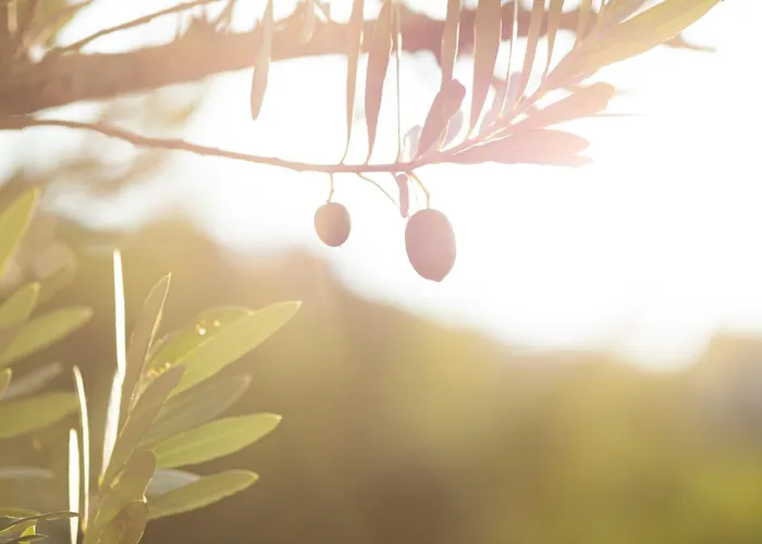 公寓 Huberhof 梅拉诺